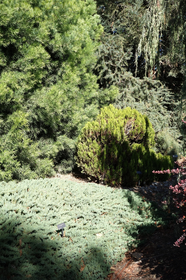 Ein Garten mit dichtem Grün und Bäumen über dem Boden.