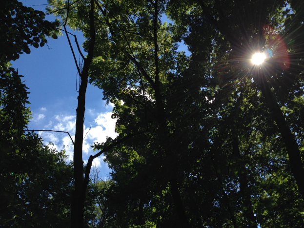 Helliges Sonnenlicht filtert durch einen dichten Wald von Bäumen und erhellt den Himmel.