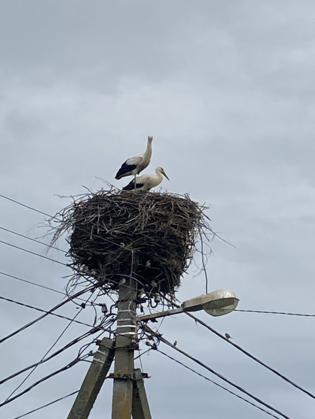 Zwei Weißstörche auf einem Nest auf einer Strommast sitzen, mit einer Straßenlaterne, die sie beleuchtet und Drähte, die entlang des Mastes verlaufen.