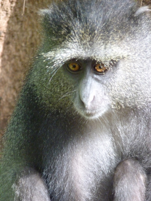 Ein Vervet-Äffchen mit grauer Fellfarbe und einem weißen Gesicht sitzt wachsam auf einem Felsen, die Hände gefaltet, und schaut in die Ferne mit einer Wand im Hintergrund.
