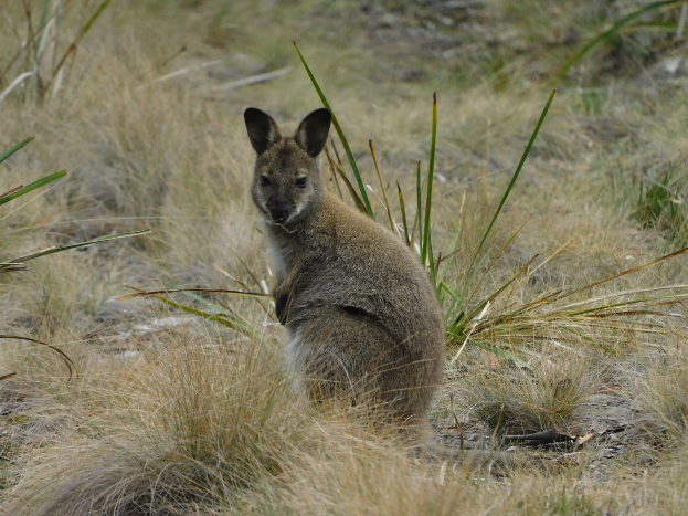 Ein hellbraunes Wallaby mit leuchtenden Augen und aufgerichteten Ohren sitzt auf einer grünen Wiese, sein Schwanz ist um seinen Körper gewickelt.