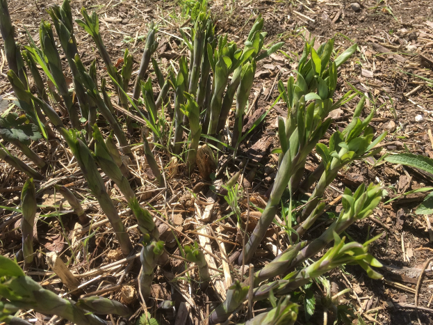 Ein Nahaufnahme von Spargelpflanzen, die im Boden wachsen und grüne Blätter und Stängel zeigen.