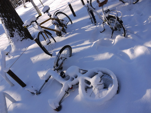 Eine Reihe von Fahrrädern, teilweise von Schnee bedeckt, mit einem Baumstamm und Straße daneben.
