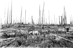 Ein Schwarz-Weiß-Foto eines Waldes mit Pferden im Vordergrund, umgeben von Gras und hölzernen Baumstämmen, und Text am unteren Rand, der "1930 Skia Waldholzvollzug mit Pferden" lautet.