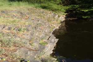 Ein klarer, stiller Bach spiegelt umliegende Bäume und saftiges Grün am Ufer eines Flusses.