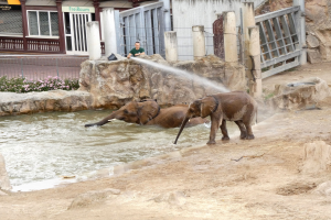 Zwei Elefanten beim Spielen im Wasser in einem Zoo, während eine Person sie besprüht, mit Felsen, blühenden Pflanzen, einem Zaun, einem Gebäude mit Fenstern, einer Tafel und einem Dach mit Lampen im Hintergrund.