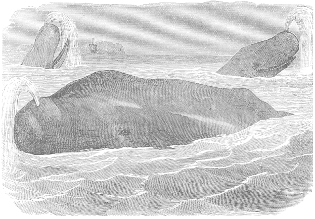 Schwarze und weiße Zeichnung von zwei Buckelwalen im Meer mit einem Schiff im Hintergrund und Text unten.