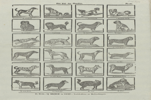 Ein offenes altes Buch mit Abbildungen verschiedener Hunderassen neben beschreibendem Text.