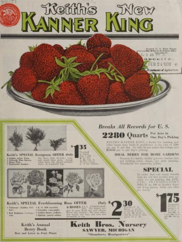 Eine Werbung für Keiths Neue Kanner King Erdbeeren aus dem Jahr 1938, die ein Tablett mit reifen, roten Erdbeeren zeigt, über denen in fetter, weißer Schrift die Worte "Keiths KANNER KING" stehen, vor einem hellgelben Hintergrund.