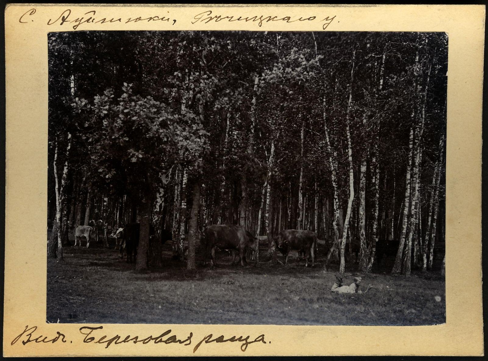 Schwarzes und weißes Foto einer Herde von Kühen, die auf einer bewaldeten Fläche grasen, mit Bäumen und Text unten.