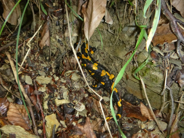 Ein europ├Ąischer Feuersalamander sitzt auf dem Waldboden zwischen trockenen Bl├Ąttern und Zweigen.