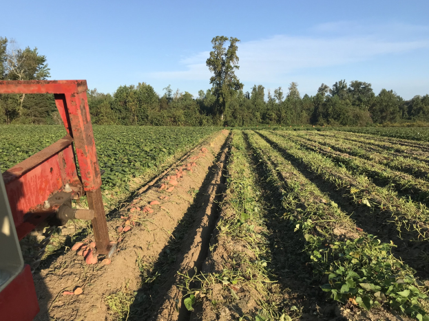Ein grüner Traktor, der ein Sojabohnenfeld mit einer Egge bearbeitet, mit einem klaren blauen Himmel im Hintergrund.