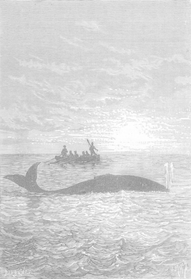 Schwarze und weiße Illustration eines Buckelwals im Meer mit einem Boot im Hintergrund, betitelt "Buckelwal von William Hogarth" unten.